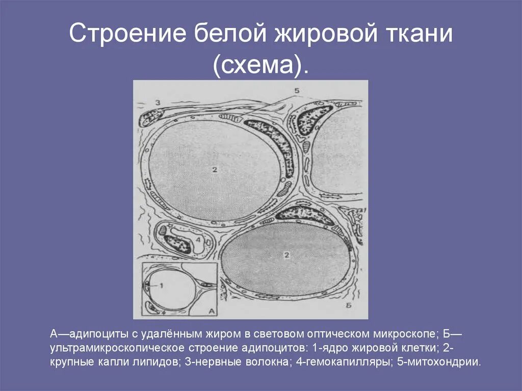 Белый жир функции. Жировая ткань строение гистология. схема строения жировой ткани. белая жировая клетка строение. строение жировой клетки, жировой ткани.