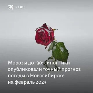 Жива 23