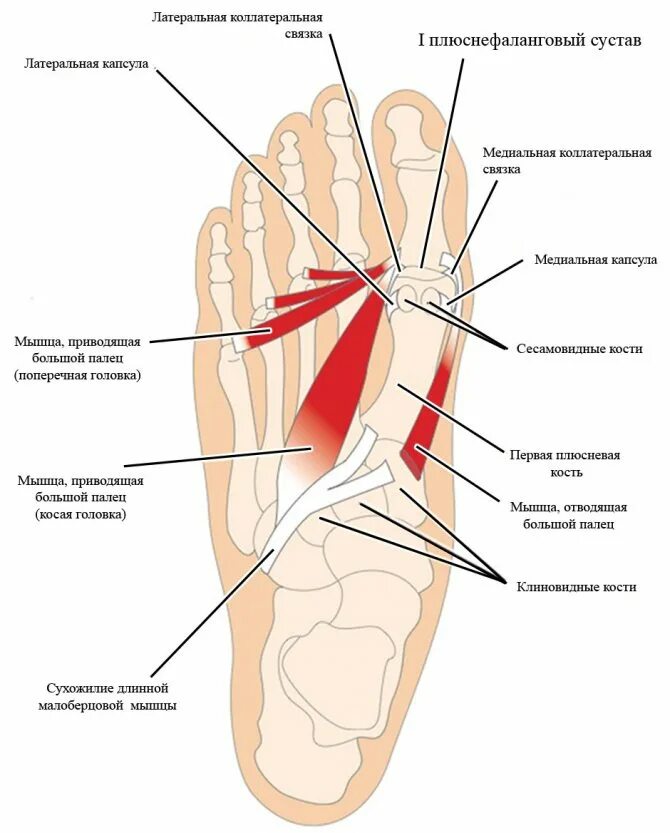 Болят ступни ног к какому врачу. Мышца приводящая большой палец стопы анатомия. Первый плюснефаланговый сустав стопы. Плюснефаланговый сустав 1 пальца анатомия. Строение плюснефалангового сустава стопы.