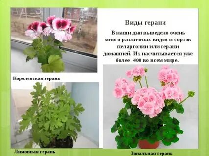 При какой температуре выносить пеларгонию на улицу