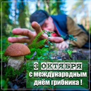 Когда будет день гриба