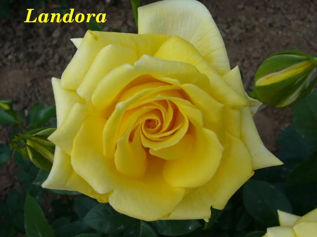Роза ландора фото и описание отзывы Ландора (LANDORA) Чайно-гибридные розы. Декоративноцветущие луковицы, рассада и