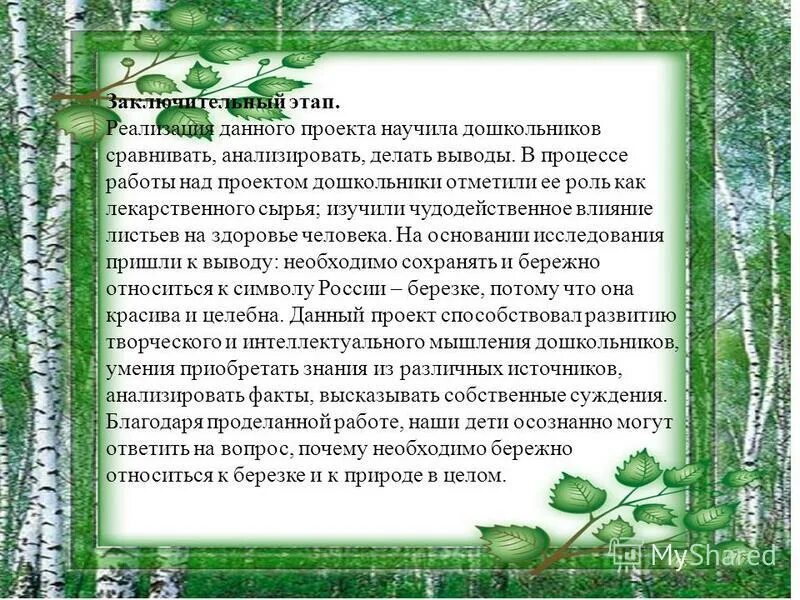 Интересный рассказ о березе. Интересный рассказ о березе. Береза факты для детей. Интересные сведения о березе. Интересные факты о березе.