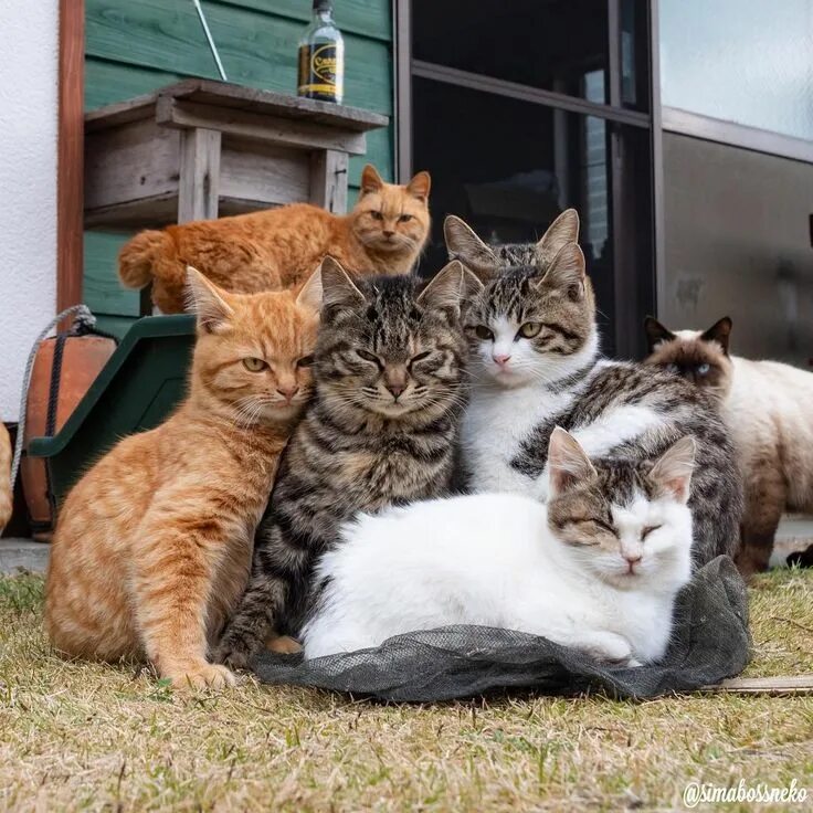 05 cat