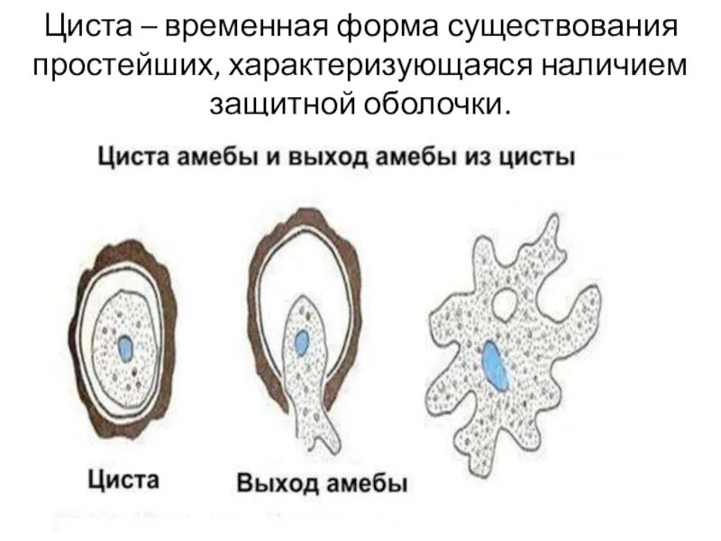 Амеба превращается в цисту