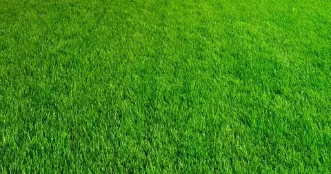 Grass 10