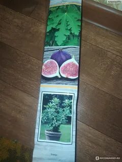 Инжир харди чикаго описание