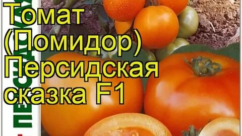 Томат сказка характеристика фото