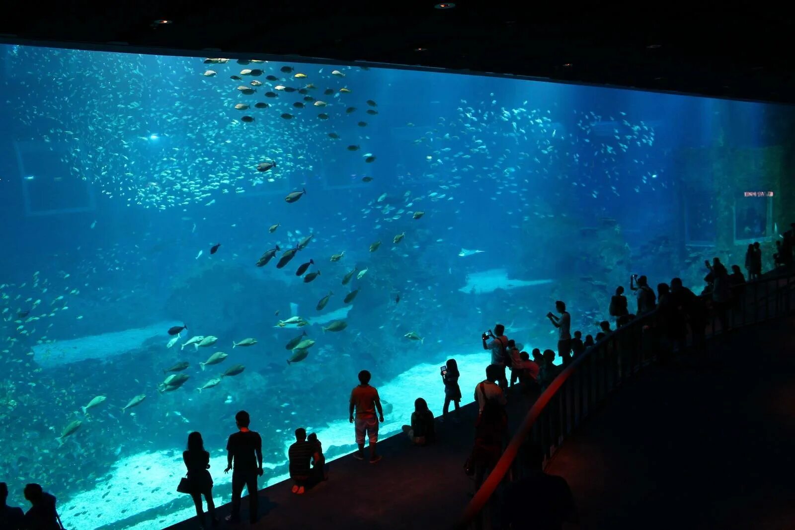 Невероятное количество. Marine Life Park, Сингапур. Океанариум в Сингапуре s.e.a. Aquarium. Сингапур Сентоза океанариум. Морская жизнь (Marine Life Park)в Сингапуре.