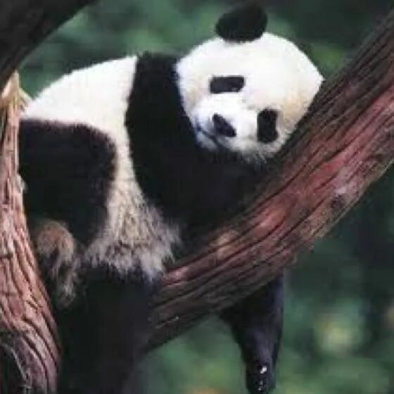 Day pandas