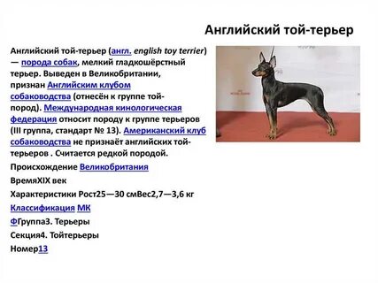 Русский той терьер вес