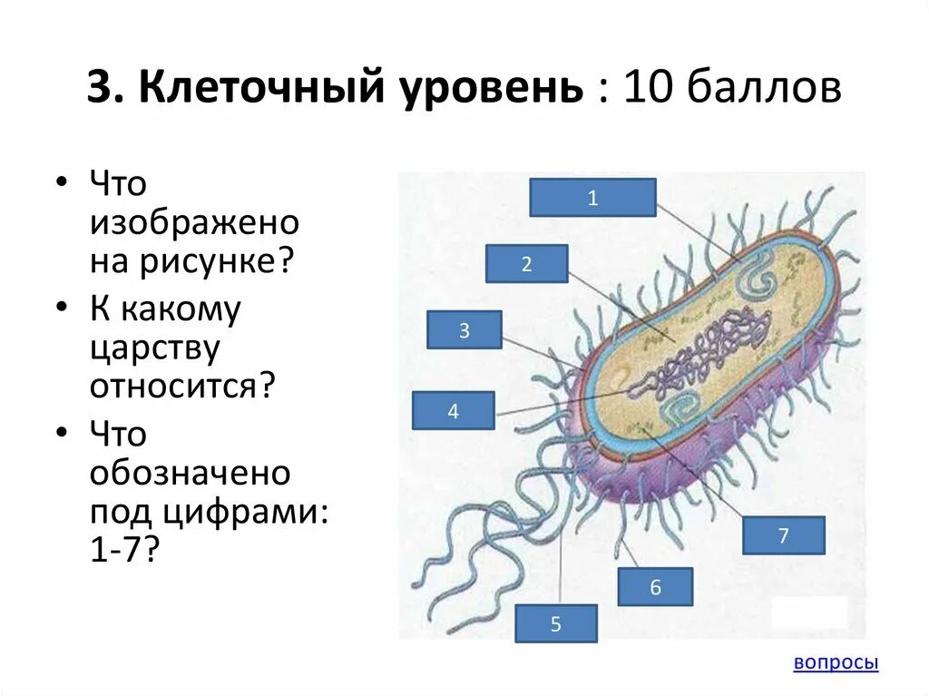 Тесты клеточный уровень. Уровни организации клетки. Клеточный уровень рисунок. Клеточный уровень организации человека. Клеточный уровень организации жизни картинки.