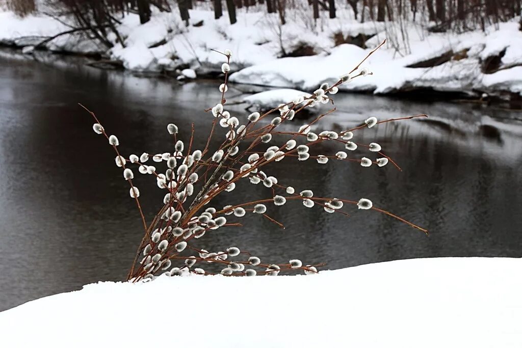 Вход господень в иерусалим вербное воскресенье. Весенний ручеек. Верба в лесу. Красивый букет вербы. Отдыхаем на природе.