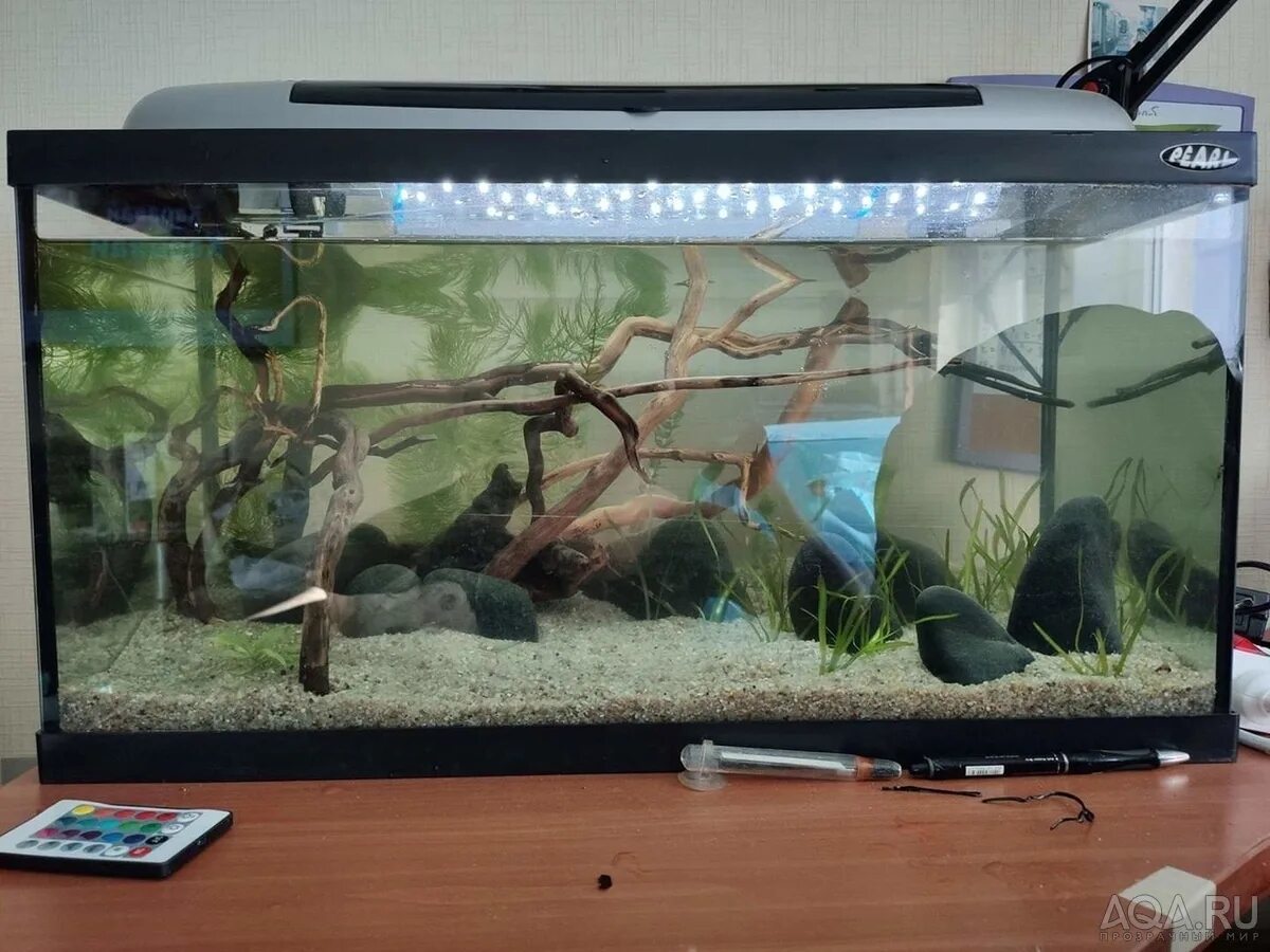 Нужен ли кислород рыбкам. Аквариум 230 литров. Кого можно завести в аквариум кроме рыб 16литров. Можно выключать фильтр на ночь рыбкам. Аквариум внутри.