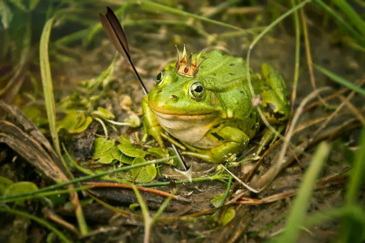 корона царевны лягушки. царевна лягушка иллюстрирование для детей. царевна лягушка картинки. царевна лягушка 6. царевна лягушка.