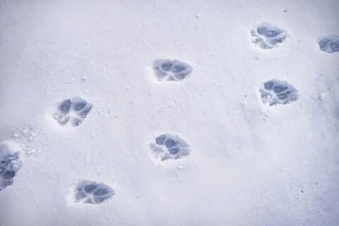 Как нарисовать следы кошки на снегу