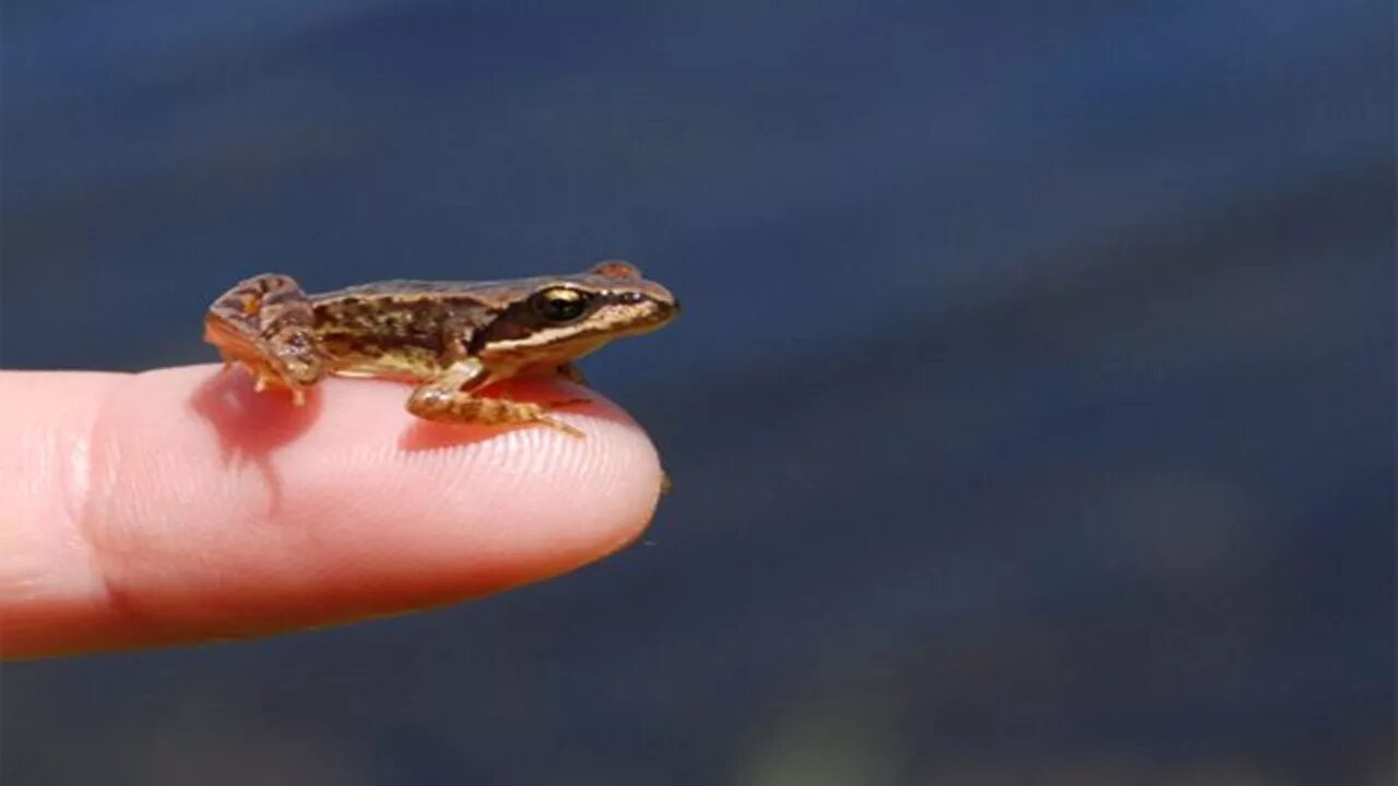 филобус лягушка. самая маленькая лягушка. самая маленькая лягушка. Paedophryne kathismaphlox. Paedophryne amauensis лягушка.