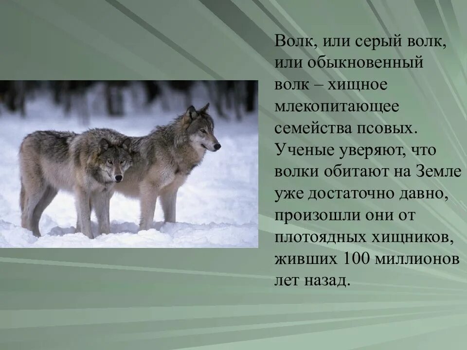 Сделай описание волка серого по следующему плану. Информация о волке. сообщение о волке. рассказ про волка. небольшой доклад про волка.