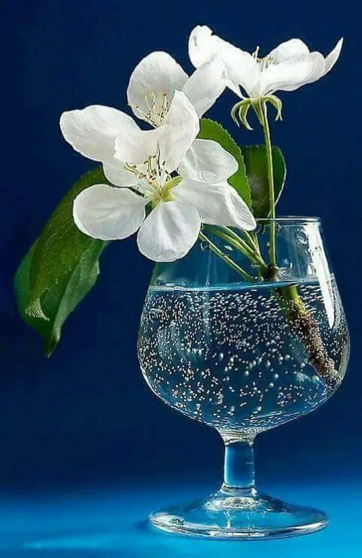 Хорошего доброго весеннего вечера. Цветы в бокале. Красивые цветы в бокале. Цветок в фужере с водой. Цветы в рюмке.