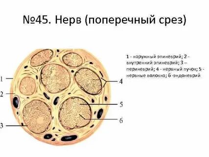Периферический нерв под микроскопом