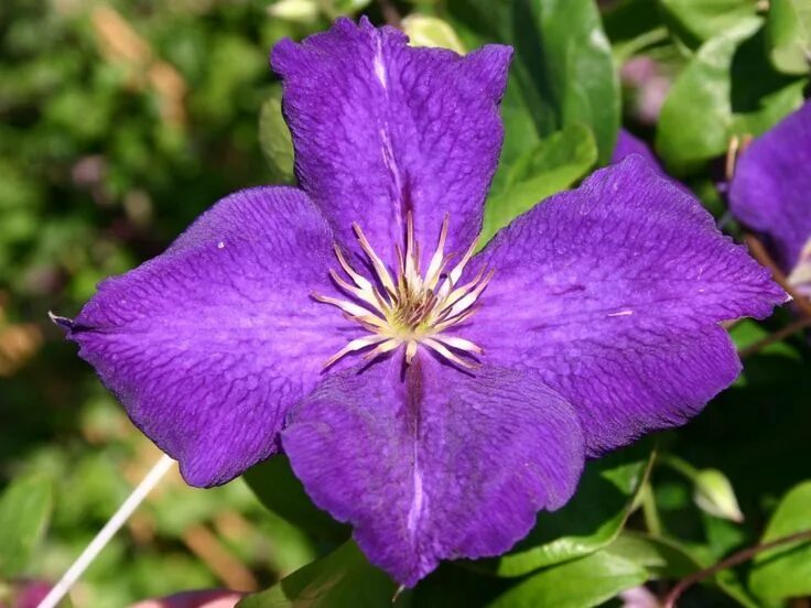 Клематис джекмани фото и описание сорта Clematis Jackmanii Purpurea Clematis jackmanii, Clematis, Summer flowers