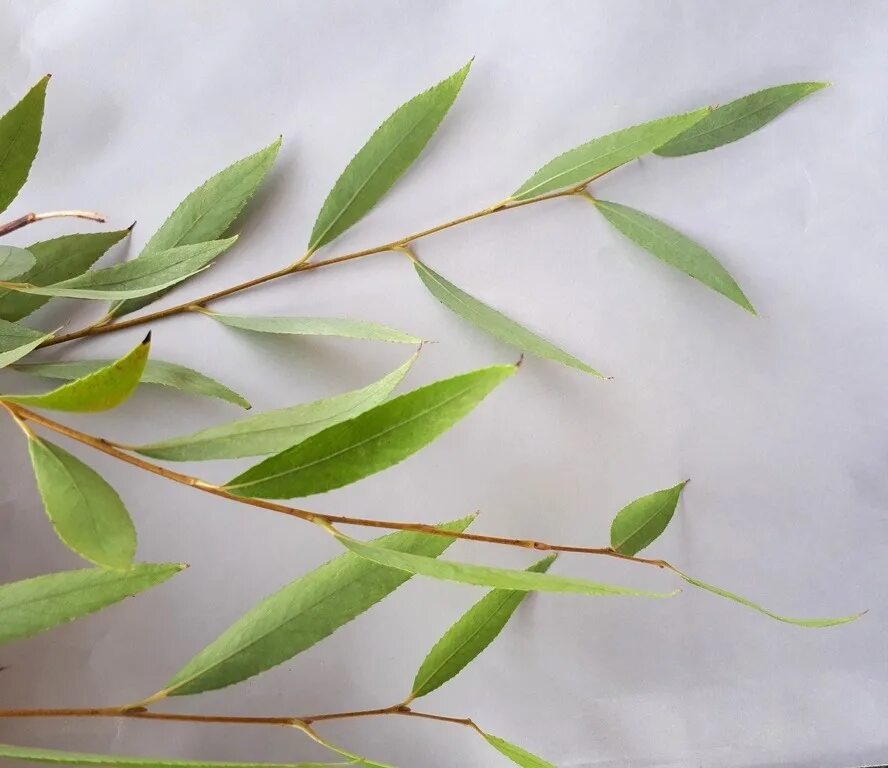Ива ломкая Верба. Ива остролистная. Salix phylicifolia. Верба лавролистная. Форма листа ивы