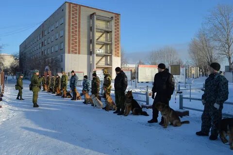 Кинолог тюмень
