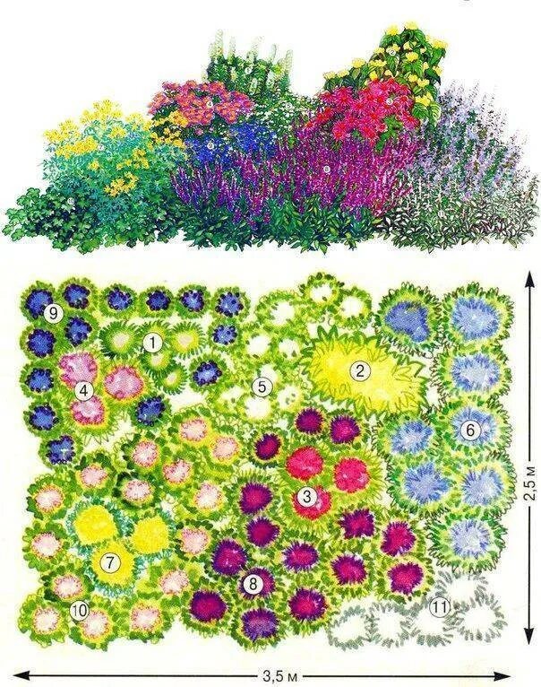 Схема рабатки непрерывного цветения. Клумба из однолетников непрерывного цветения. Розарий рабатка. Цветник многолетников непрерывного цветения. Клумба из многолетников для начинающих непрерывного цветения