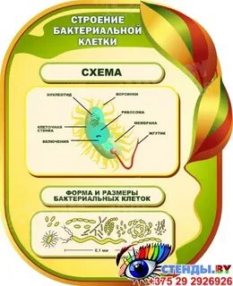 Лабораторная работа строение бактерий