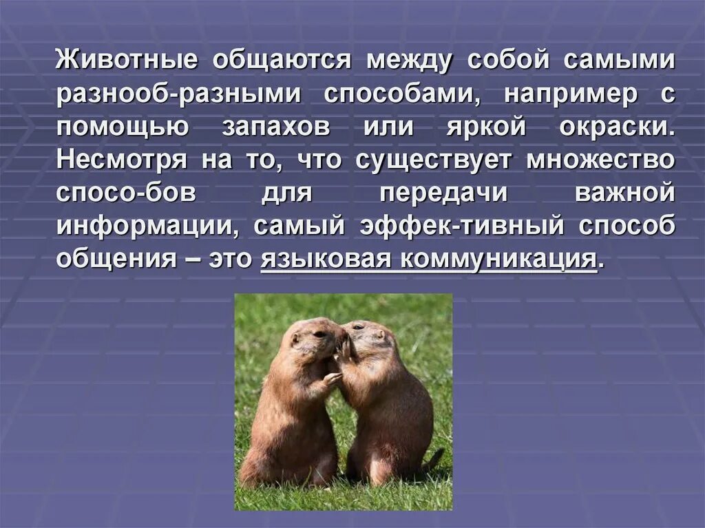 Особенность их способ млекопитающие общаются. Как животные общаются между собой. Способы общения животных между собой. Как общаются между собой животные сообщение. Доклад как животные общаются между собой.
