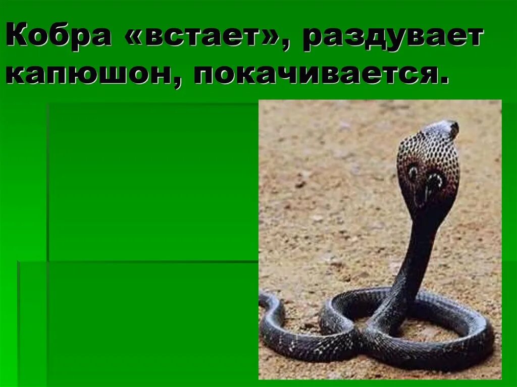 История про змей. О змеях для детей. Сообщение о Кобре. Презентация о змеях. Презентация про змей.