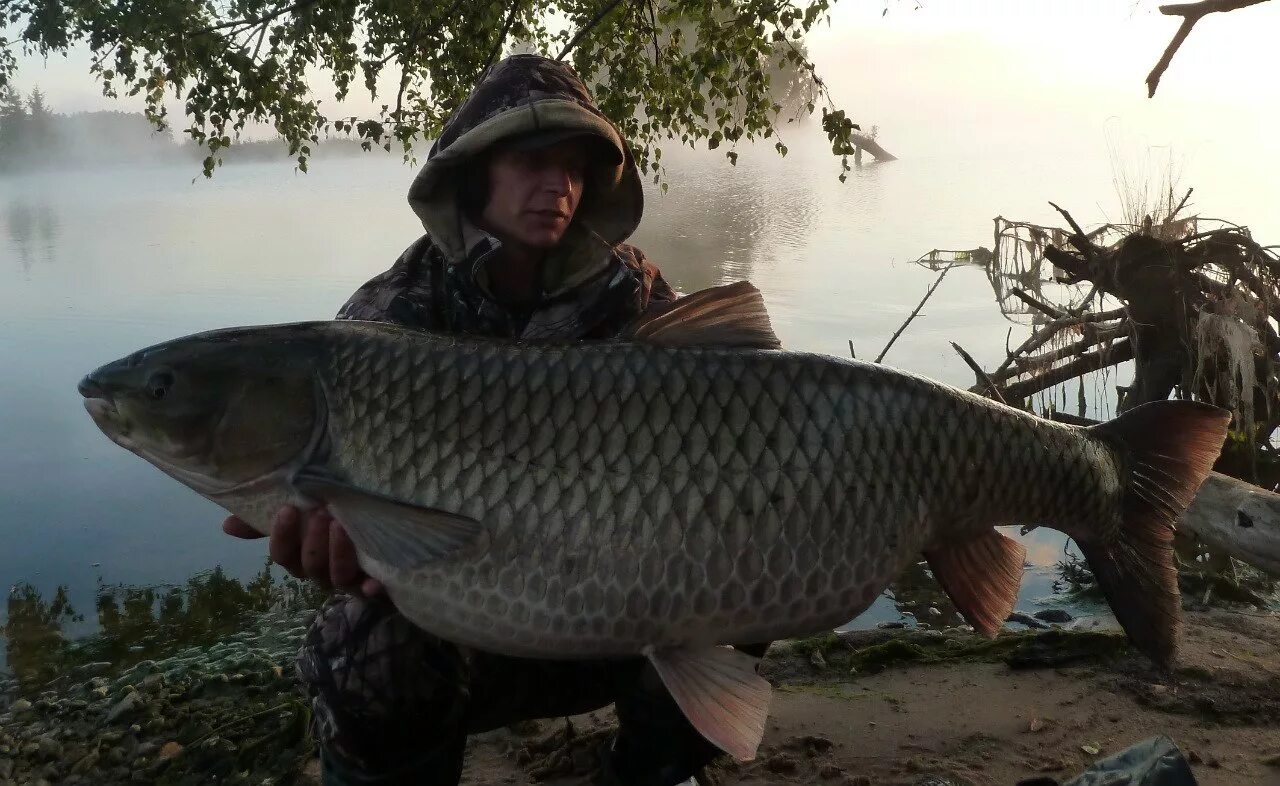 Алей рыбалка. Белый Амур 40 кг. Чёрный Амур рыба. Амур черный 40 кг. Белый Амур и черный Амур.