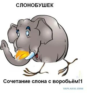Наш слон мем