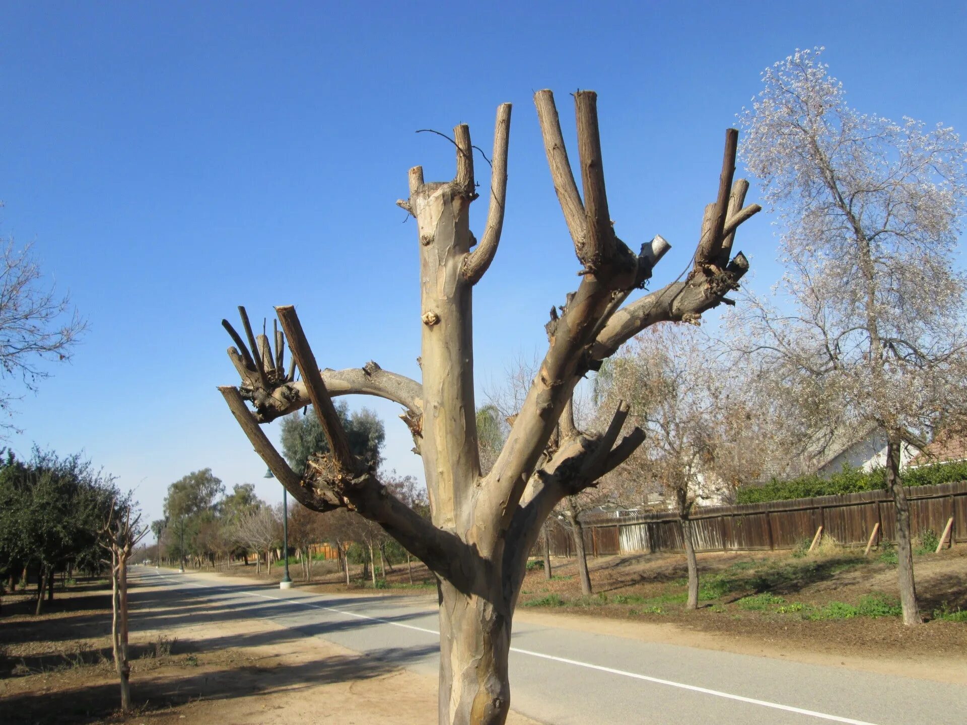 My new tree. Обрезанные деревья. Сухое дерево. Обрезка деревьев. Кронирование деревьев.