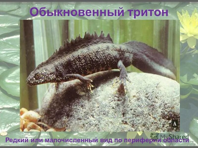 гребенчатый тритон самка. дыхательная система амфибий. строение тритона обыкновенного. тритон обыкновенный земноводное. чем дышит тритон.