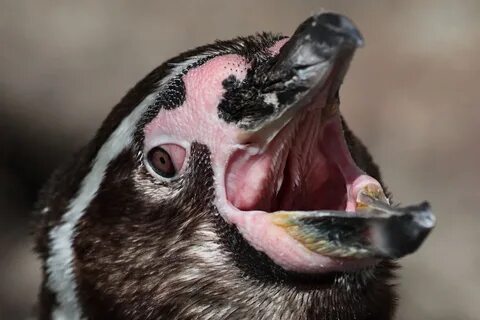 Зубы пингвина