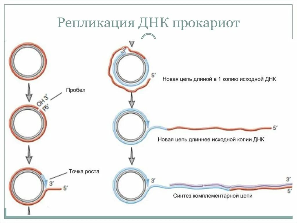 Кольцевая днк прокариот. Схема репликации у бактерий. Схема репликации эукариот. Репликация ДНК У прокариот схема. Инициация репликации у прокариот ферменты.