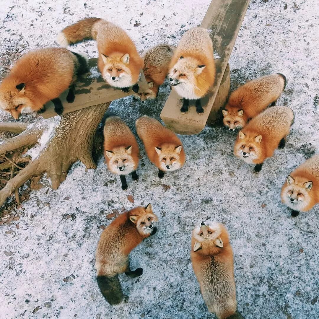 Стая Лис. Много лисиц. Стая лисиц. Много лисичек. Стая лисов