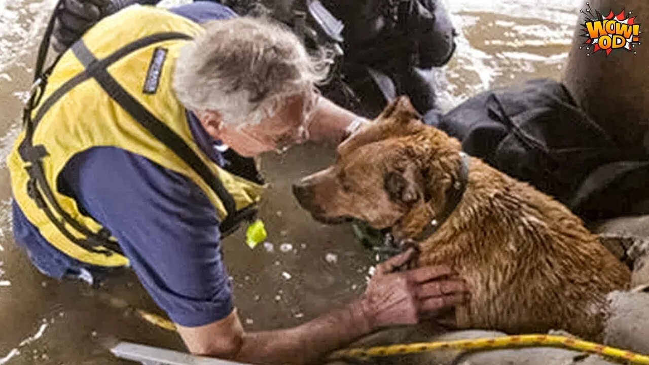 Люди и животные. Animals that help people.