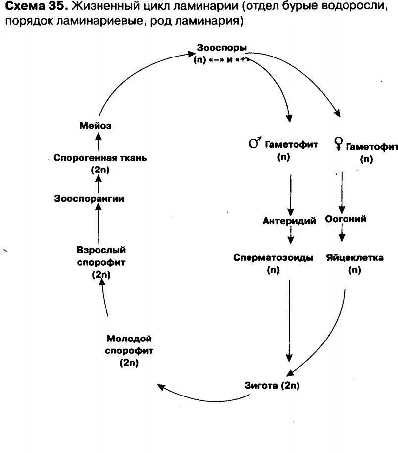 Схема ламинарии. Схема жизненного цикла бурой водоросли. Цикл развития бурых водорослей схема. Жизненный цикл бурых водорослей схема. Цикл развития ламинарии схема.