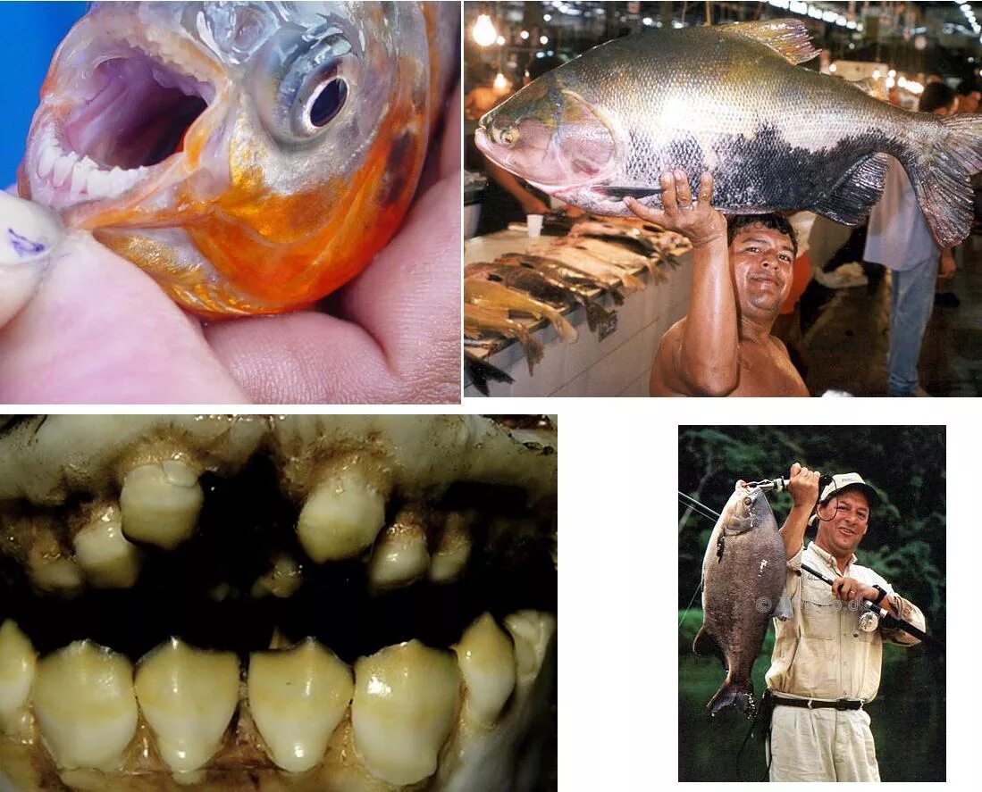 Зубы рыбы паку фото Look: Oklahoma 11-year-old catches toothy fish in local pond