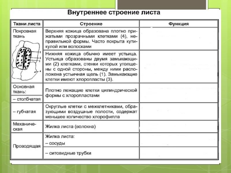 Биология 6 класс функция листьев. Внутреннее строение листа функции таблица. Клеточное строение листа 6 класс биология таблица. Функции тканей листа таблица биология 5. Таблица строения листа 5 класс.