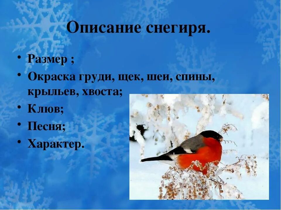 Снегирь птица предложение. Зимующие птицы Снегирь описание. Презентация на тему Снегири. Снегирь для детей. Снегирь презентация для детей.