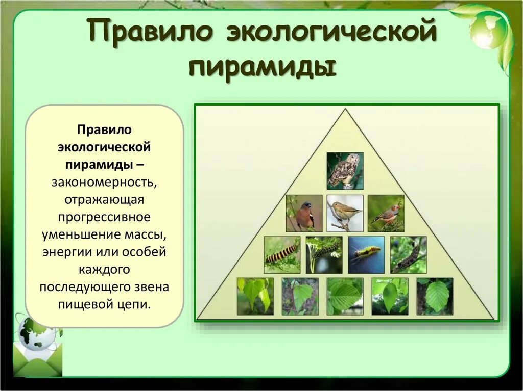 5 правил эколога. Экологическая пирамида это в биологии 11 класс. Правило экологической пирамиды. Закономерность экологической пирамиды. Пищевые пирамиды в экологии.