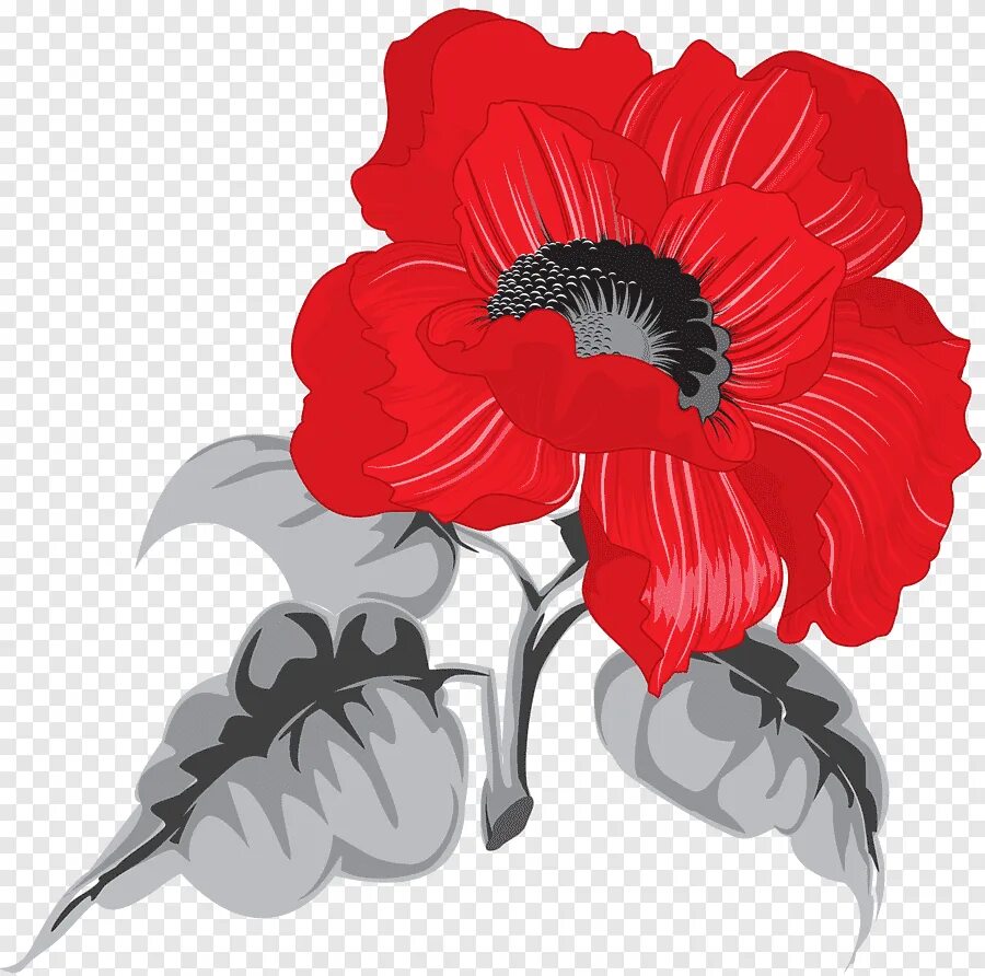 Poppies png. Цветы в векторной графике. Маки рисунок. Маки на белом фоне. Маки узор.