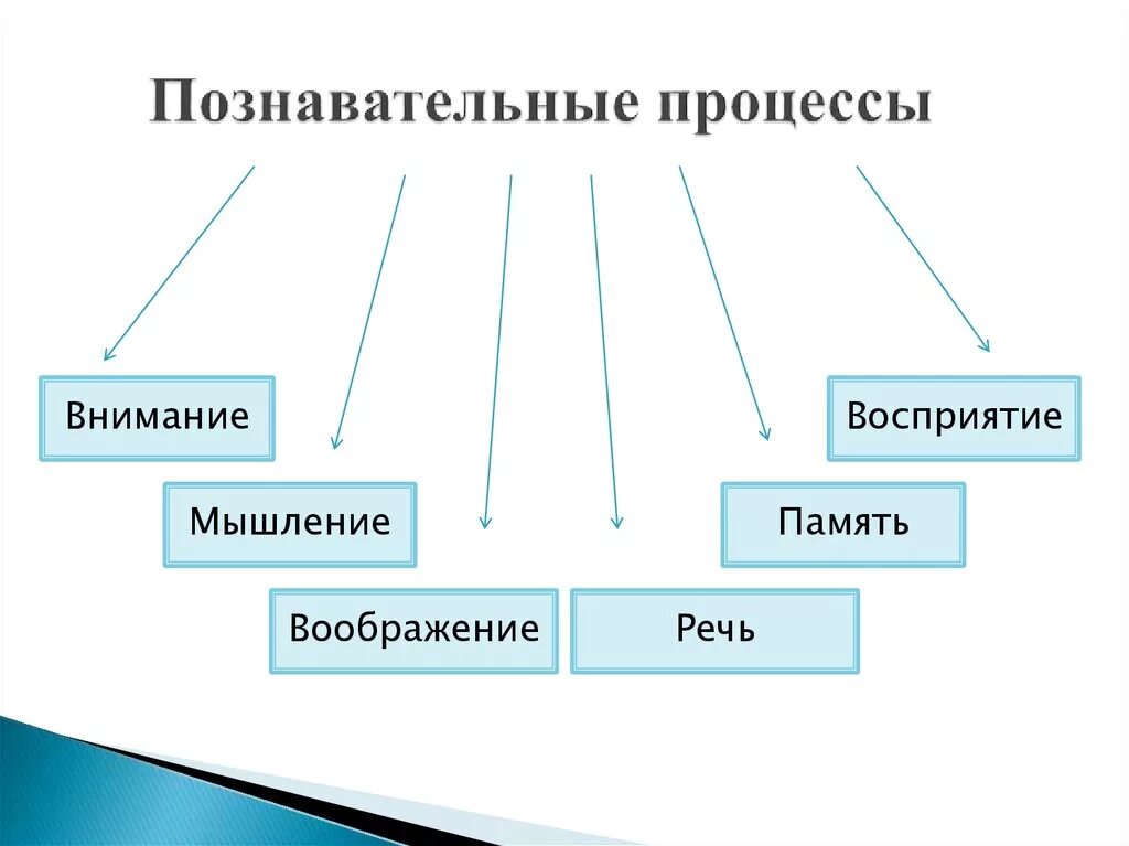 Память относится к психическим