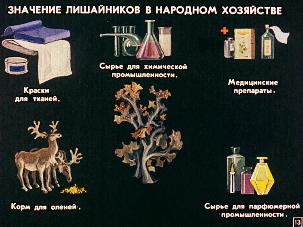 Значение лишайников в природе. Значение лишайников в жизни человека. Значение лишайников для человека. Лишайники значение в природе.