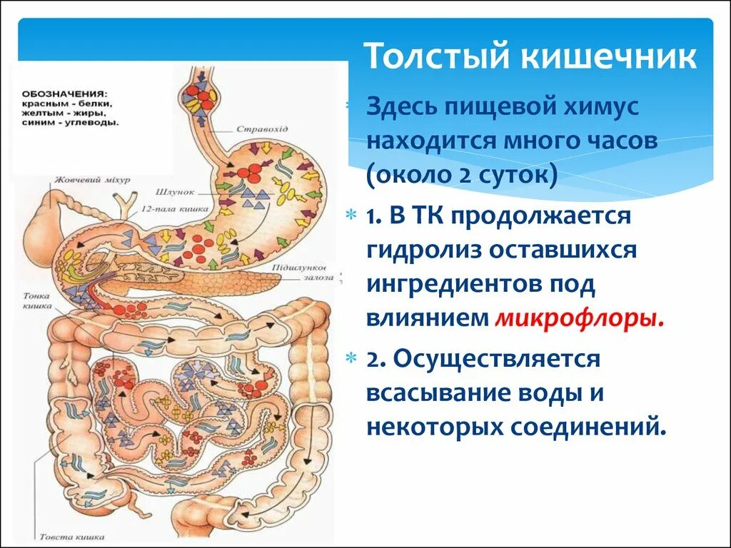 Толстый кишечник всасывание. Толстый кишечник процессы происходящие в нем. Пищеварение в кишечнике всасывание. Вода попадает в кишечник