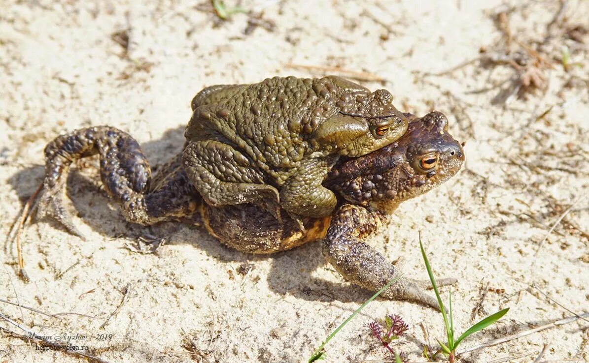 Duttaphrynus melanostictus. Серая жаба bufo bufo. Серая жаба самая крупная?. Обыкновенная серая жаба. Серая жаба bufo bufo.