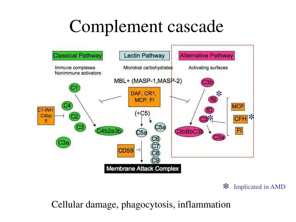 Цена комплемента. Фактор h системы комплемента. C4 комплемент. Каскад комплемента. Пути активации комплемента.